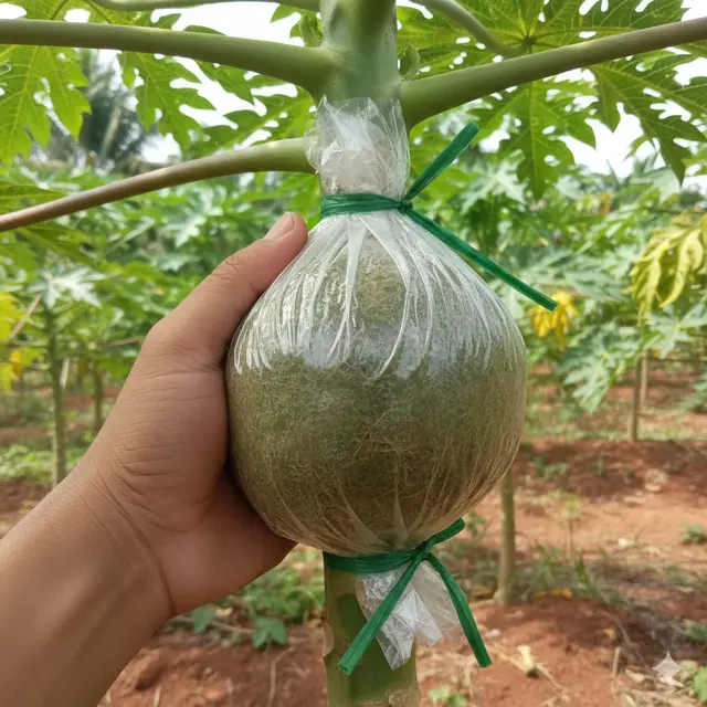Tips cangkok pohon pepaya (Foto: Gemini AI)
