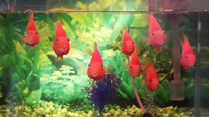 Aquarium - Image by Dorigo from Pixabay