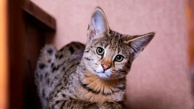 Kucing Savannah