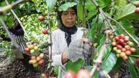 Bupati Ipuk Bagikan 4 Ribu Bibit Kopi untuk Melestarikan Perkebunan Kopi Rakyat Banyuwangi