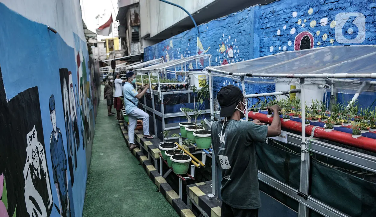 Warga mengenakan masker saat melakukan perawatan kolam ikan yang berada di bawah tanaman hidroponik di Kampung Sehat, Utan Kayu Selatan, Jakarta, Rabu (11/11/2020). (merdeka.com/Iqbal S. Nugroho)