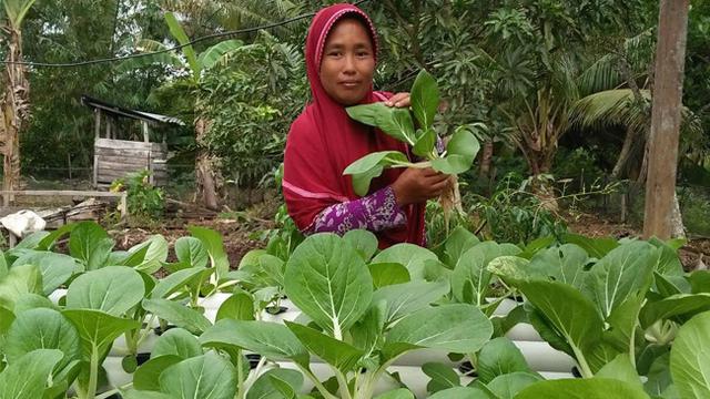 Tren Hidroponik Di Desa Dabong Untuk Atasi Kekurangan Gizi