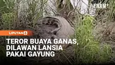 Seorang kakek berusia 87 tahun di Kelurahan Sukamulya, Kecamatan Sematang Borang, Kota Palembang, Sumatra Selatan, diserang buaya liar saat berada di anak sungai belakang rumahnya. Korban, Arsad Hasan, diserang ketika hendak mencuci kaki usai menggem...