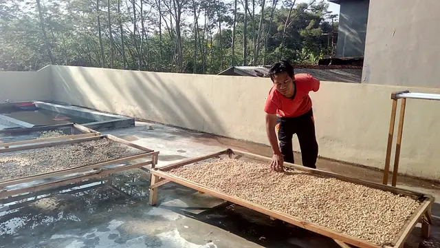Kopi Luwak Premium Garut