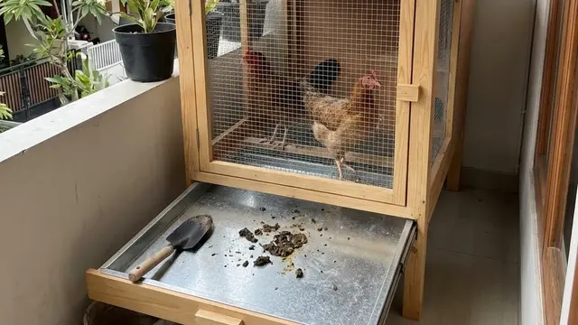 Kandang Ayam Minimalis yang Tidak Bau dan Mudah Dibersihkan