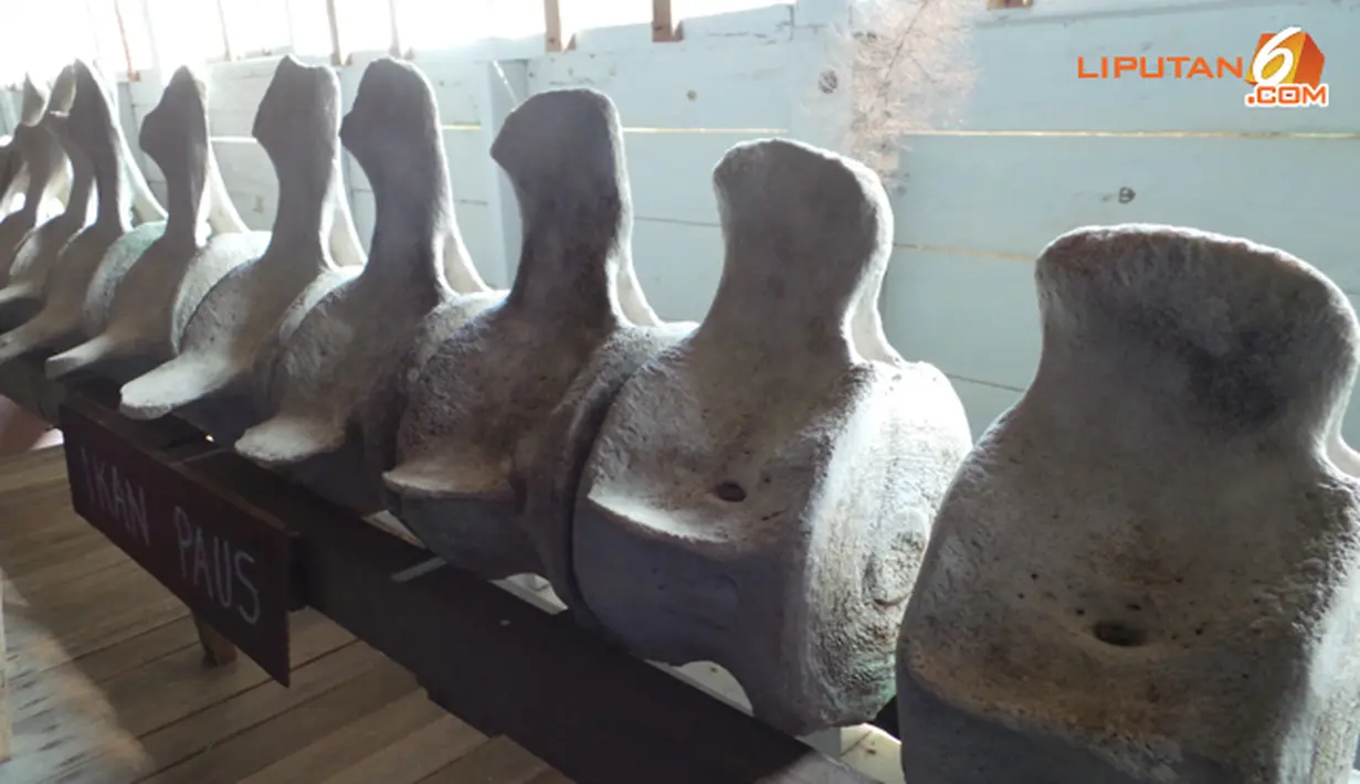 Di kawasan wisata Alif Stone juga terdapat rangka ikan paus yang pernah terdampar di pantai (Liputan6.com/Muhammad Ali)
