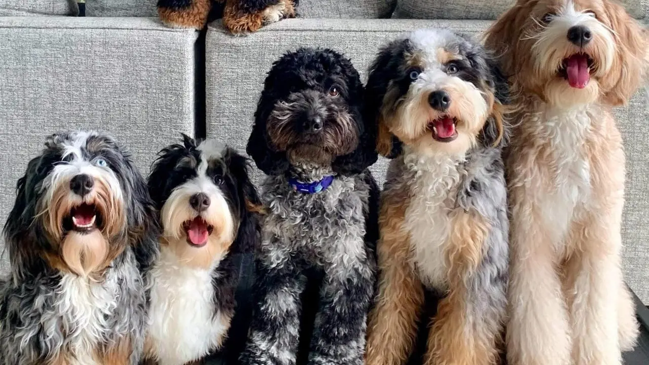 Mini Bernedoodle