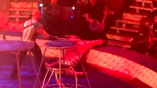 Akibat Atraksi Ring Api, Macan Sirkus Ini Pingsan