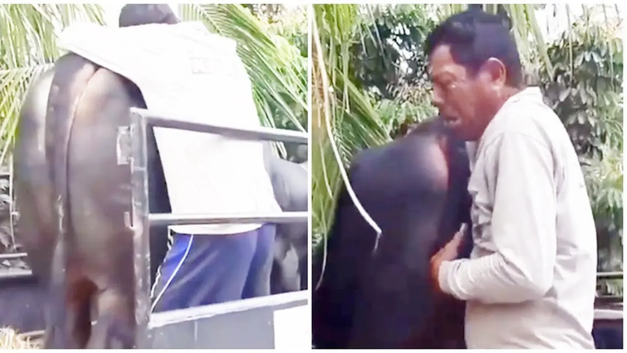 Viral Pria Menangis Sesenggukan Melepas Hewan Peliharaannya Dijual, Bikin Ikut Sedih