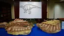 Fosil Dinosaurus  tampak dimeja saat acara pemulangan fosil kepada pihak Mongolia di New York, Amerika, (5/4). Fosil disita oleh agen keamanan New York dan Utah saat penyelendupan dilakukan. (Kena Betancur/AFP)