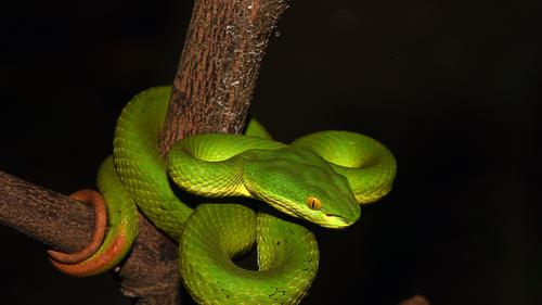 Ular Hijau Buntut Merah (Trimeresurus albolabris) (Wikimedia Commons)