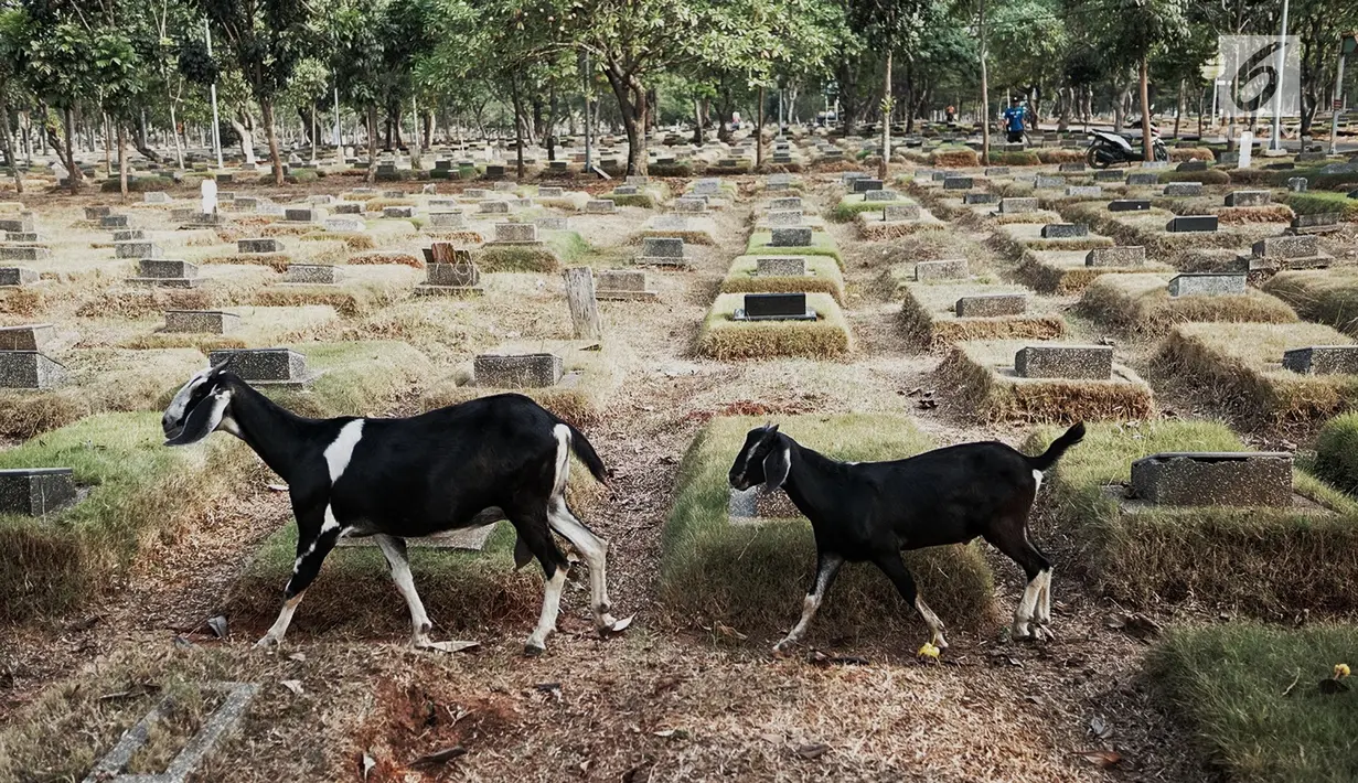 Sejumlah kambing mencari makan di antara makam yang berada di TPU Pondok Rangon, Jakarta, Sabtu (10/8/2019). Kambing tersebut sengaja digembalakan di area kuburan oleh pemiliknya lantaran kurangnya lahan hijau di daerah perkotaan. (Liputan6.com/Faizal Fanani)