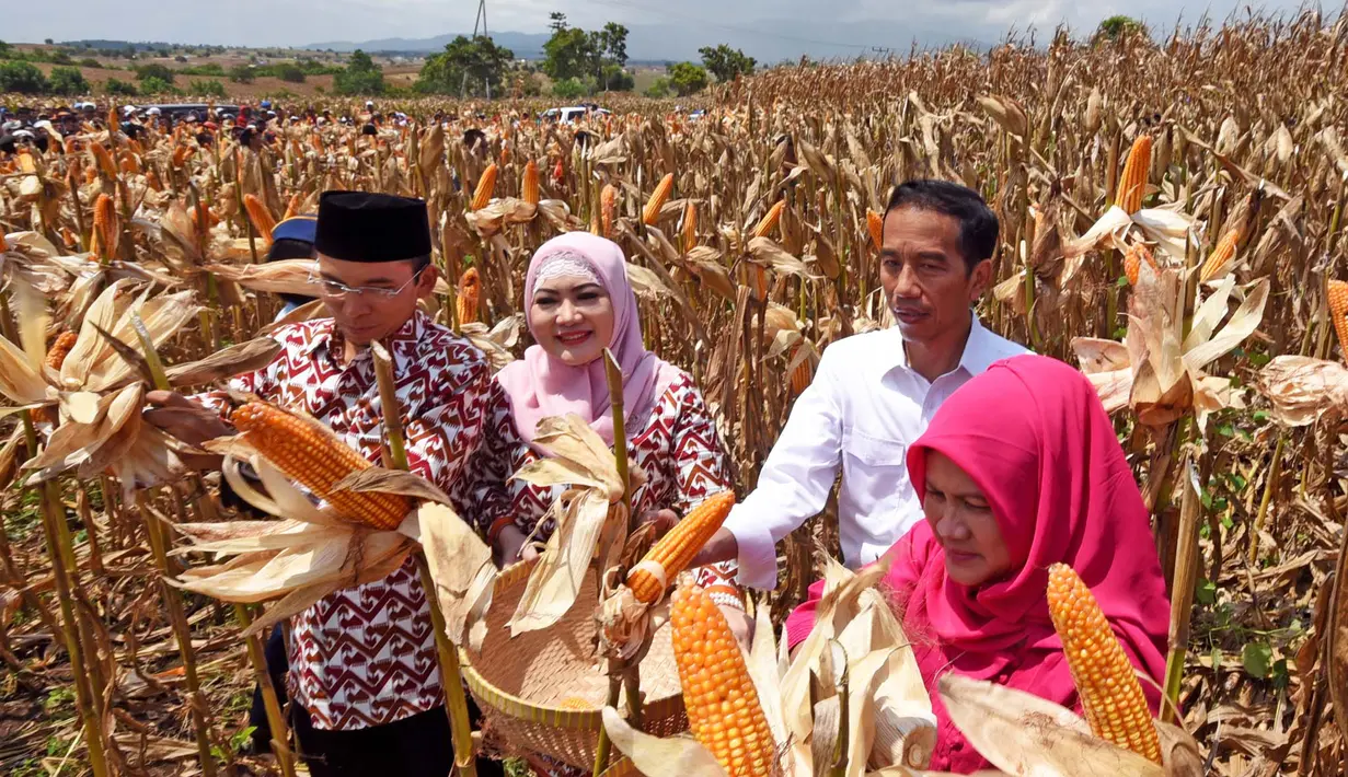 Dalam acara Panen Raya jagung di Dompu, Presiden Jokowi didampingi Ibu Negara Iriana yang sangat cekatan memetik jagung-jagung yang siap panen didampingi Gubernur NTB TGH M Zainul Majdi), Sabtu (11/4/2015). (Rumgapres/ Agus Suparto)