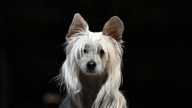 Chinese Crested