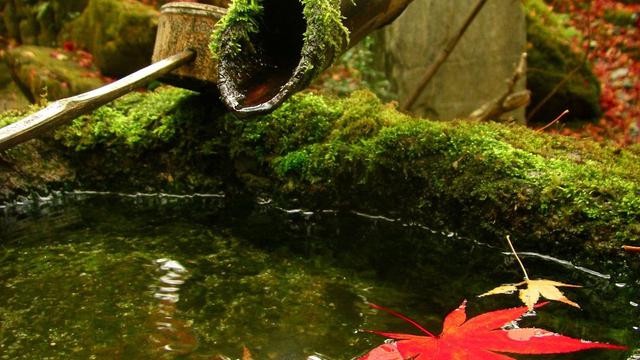 Ilustrasi tumbuhan lumut