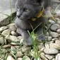 Kucing Busok (Source: The Discerning Cat)