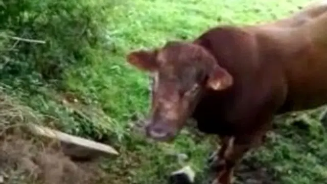 Apes, Jennifer-Dave Dikepung Sapi Jantan Ngamuk