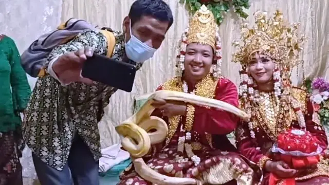 Ular Piton Molurus Jadi Atribut Pernikahan Pengantin di Palembang