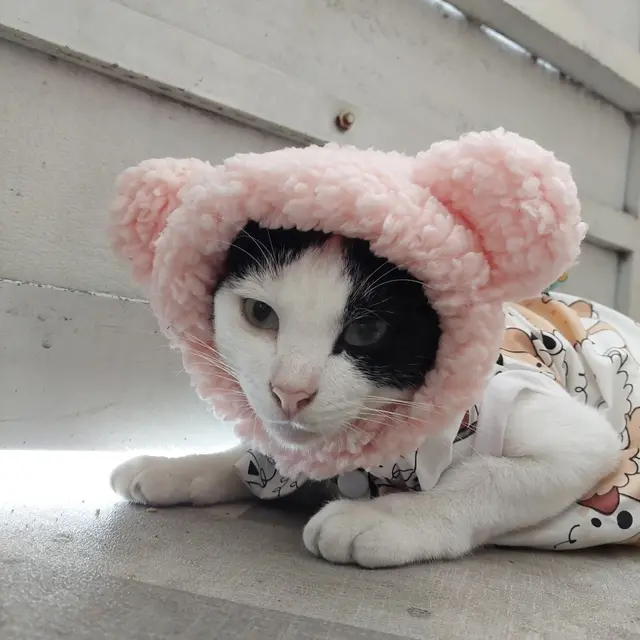 6 Potret Kucing Pakai Piyama Ini Bikin Gemas, Bak Bayi Manusia Sebelum Tidur