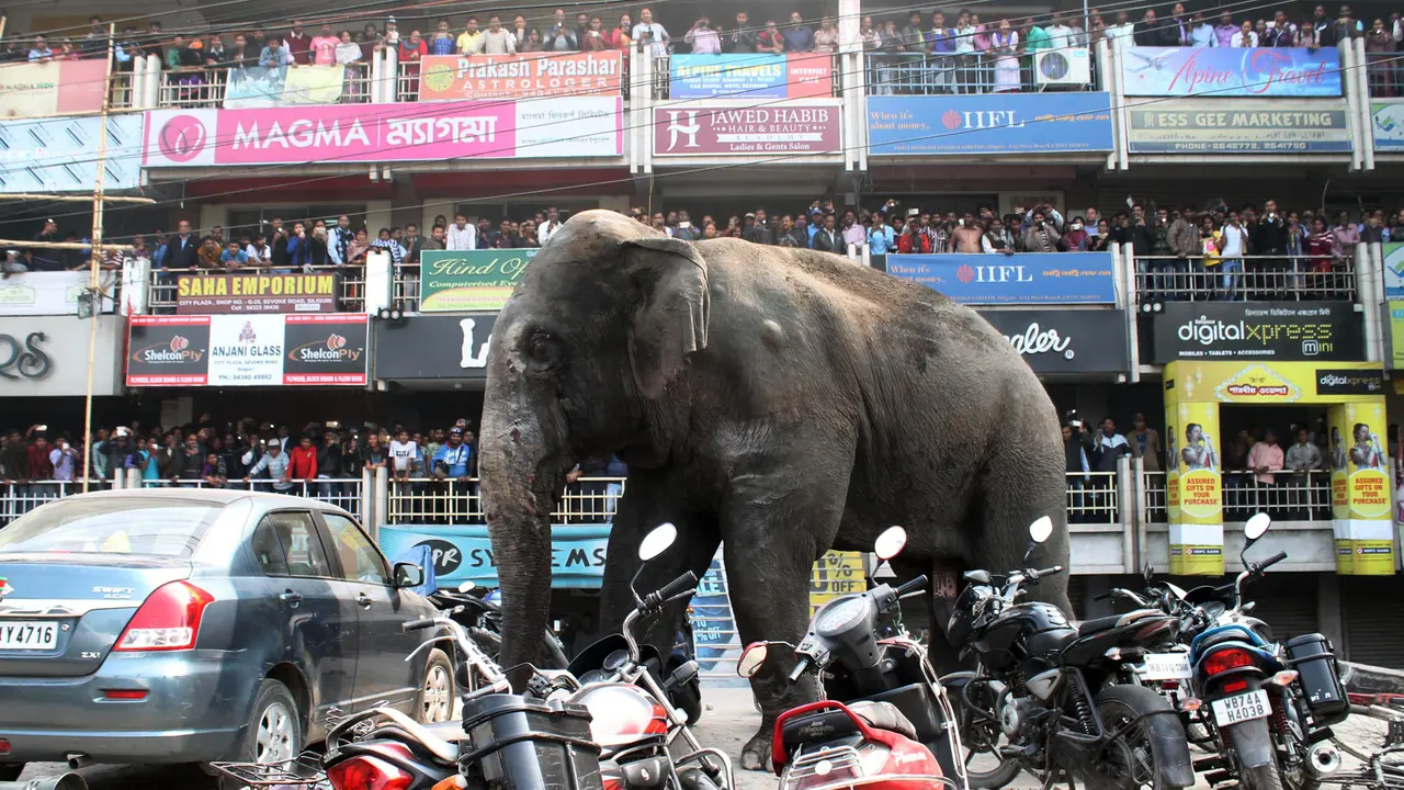 20160210-Gajah Liar Mengamuk Bikin Geger Pusat Kota di India-India