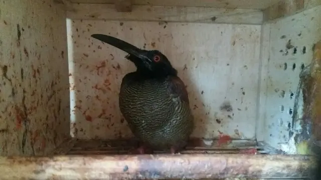 Salah burung yang gagal diselundupkan ke Malaysia.