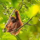 Studi Ungkap Suara Tawa Orangutan Bisa Pengaruhi Pilihan Makanan