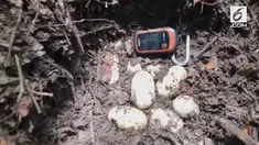 Populasi buaya Siam di seluruh dunia tinggal 410 ekor saja.