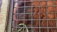 Salah satu orang utan jantan dewasa di Pusat Suaka Orangutan Arsari (PSO-ARSARI) yang dipersiapkan untuk kembali ke hutan meski dalam bentuk enclosure.