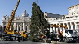 Sejumlah pekerja mendirikan pohon Natal di Lapangan Santo Petrus, Vatikan, Kamis (19/11/2015). Pohon natal setinggi 25 meter tersebut disumbang dari wilayah Bavaria di Jerman. (Reuters/ Stefano Rellandini)