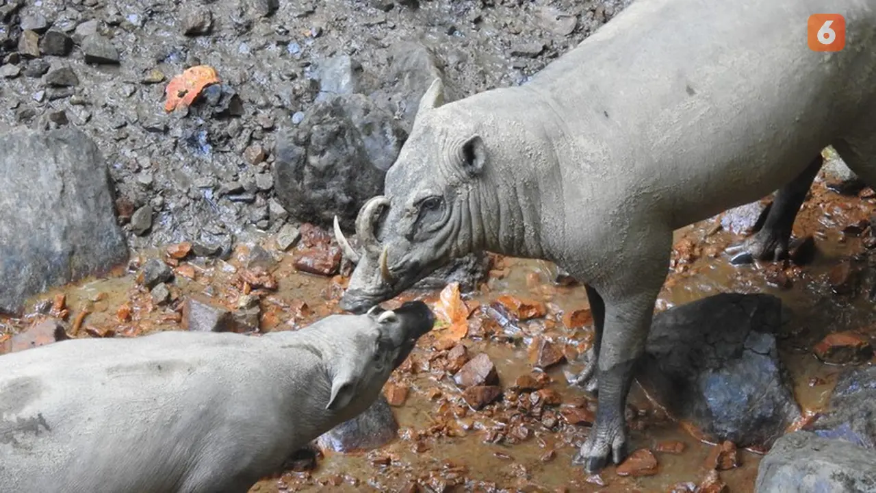 Babyrousa Celebensis Dok. TNWB (Arfandi Ibrahim/Liputan6.com)