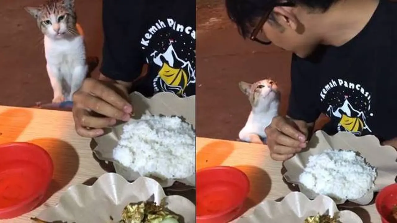 Viral Aksi Manja Kucing saat Minta Makan ke Orang Ini Gemas Banget