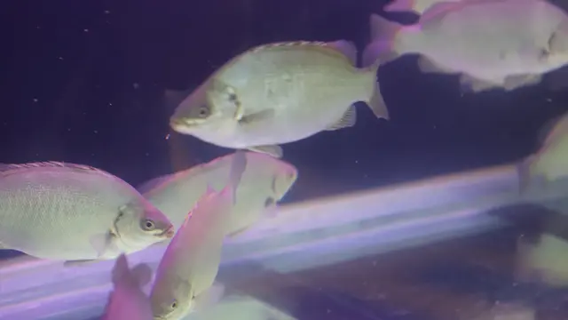 Ikan jade perch