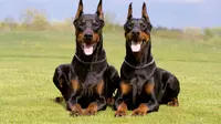 Doberman Pinscher. (Foto: dogbreedgallery.com)