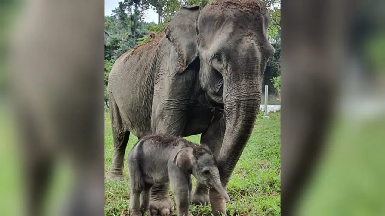 Gajah sumatera (Elephas maximus sumatranus)