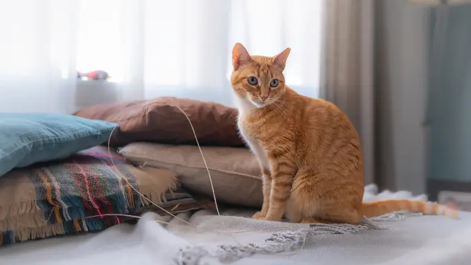 Jangan Langsung Dihukum, Ini Alasan Kucing Oren Sering Pipis di Tempat Tidur