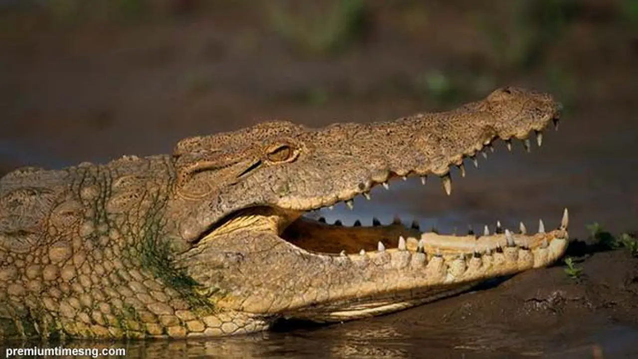 buaya-mangsa140107b.jpg