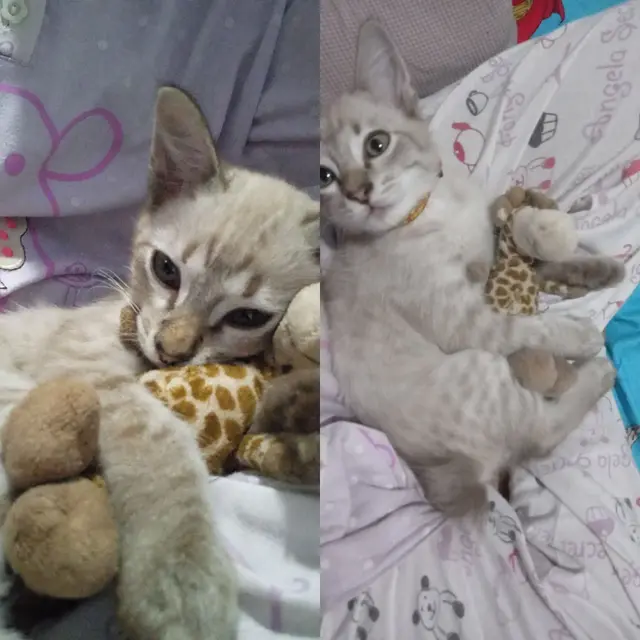 7 Potret Lucu Kucing Peluk Boneka Kesayangan Ini Bak Anak Kecil yang Menggemaskan
