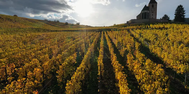 Musim Gugur di Perkebunan Anggur Alsace Prancis