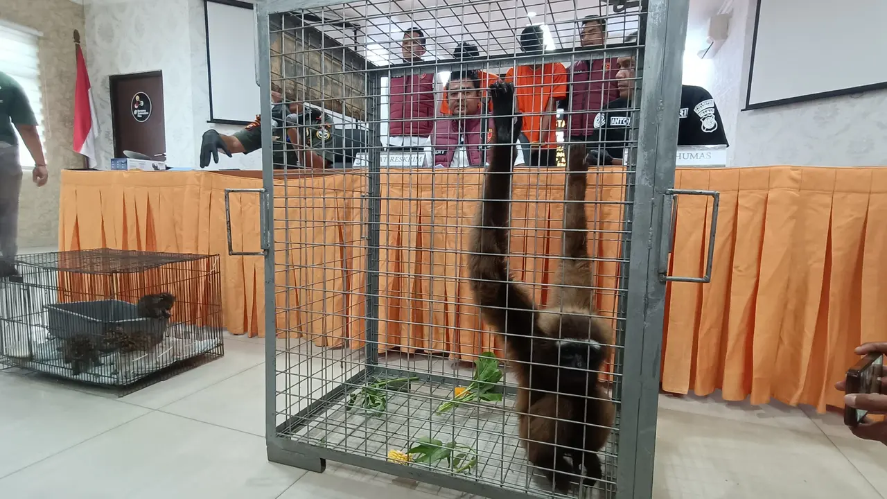 satwa dilindungi dijual (Liputan6.com/istimewa)