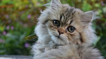 8 Fakta Menarik Tentang Kucing Persia