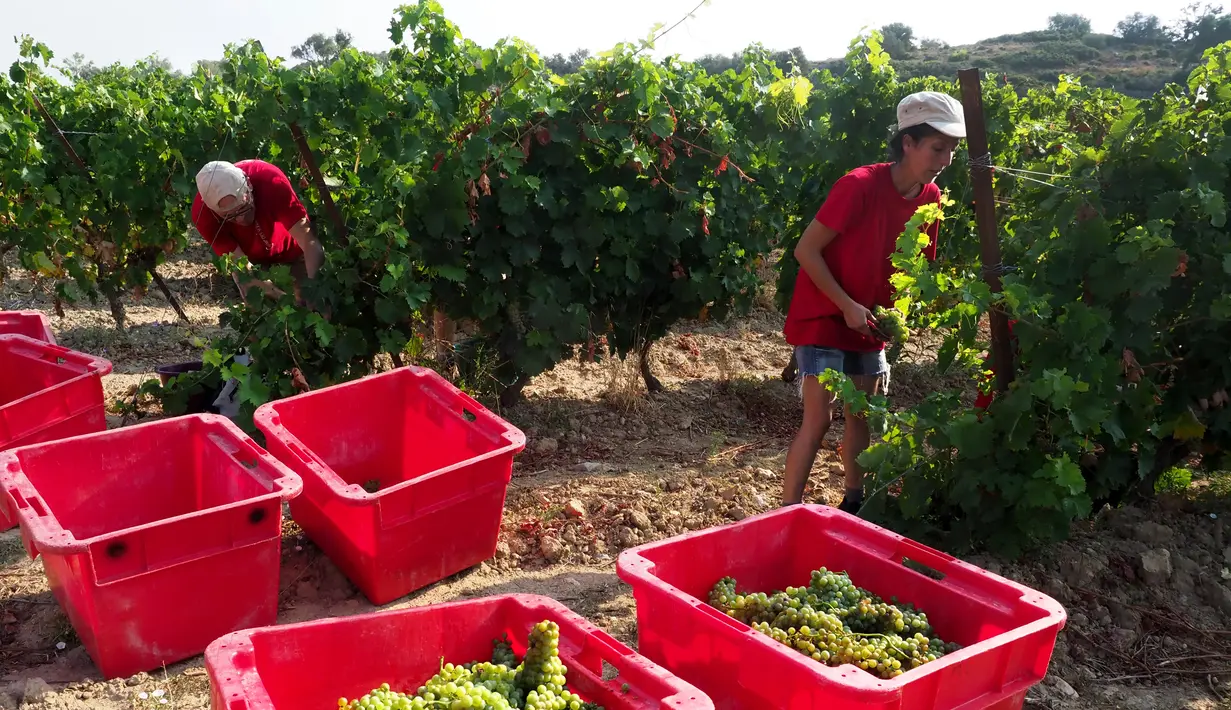 Dua pekerja memetik anggur selama musim panen pertama di kebun anggur di Fitou, Prancis (7/8). (AFP Photo/Raymond Roig)