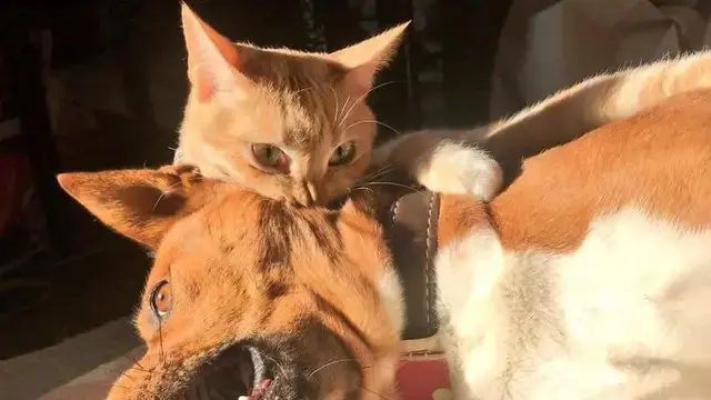 10 Potret Akrab Anjing dan Kucing yang Jadi Sahabat, Pelukan Waktu Tidur