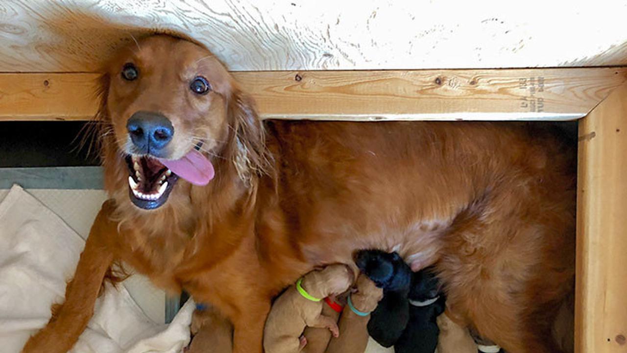 7 Potret Gemas Induk Anjing Saat Menyusui Anak-anaknya, Lucu Banget