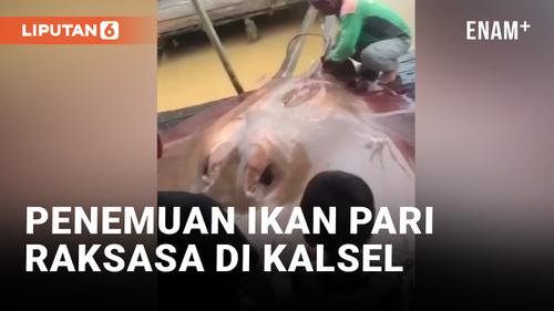 VIDEO: Detik-detik Penemuan Ikan Pari Raksasa di Kalimantan Selatan