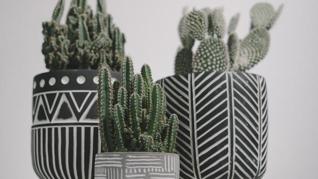 Ilustrasi tanaman kaktus