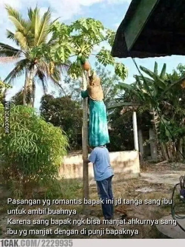 6 Tingkah Orang Petik Pepaya Ini Bikin Ngakak, Nyeleneh