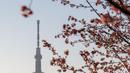 Foto menunjukkan Tokyo Skytree di balik pepohonan sakura di sebuah taman di distrik Edogawa, Tokyo, Jepang pada Kamis 23 Februari 2023. Bunga-bunga sakura mulai mekar beberapa hari lebih awal dari biasanya, berkat suhu yang lebih hangat dari rata-rata. (Philip FONG/AFP)