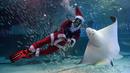 Seorang penyelam berpakaian Sinterklas bermain bersama ikan pari saat tampil dalam pertunjukan bawah laut bertema Natal di Akuarium COEX, Seoul, Korea Selatan, Jumat (7/12). (Ed JONES/AFP)