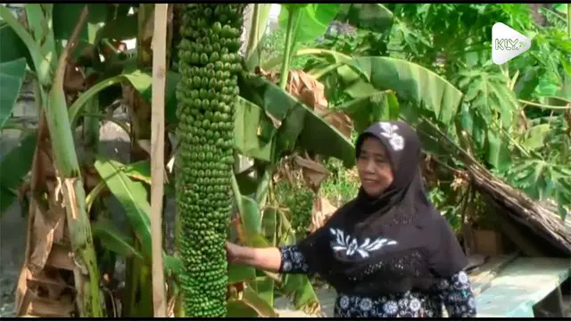 Pohon pisang di Gresik Jawa Timur hebohkan warga karena tumbuh dengan jumlah buah dan ukuran yang tak biasa.
