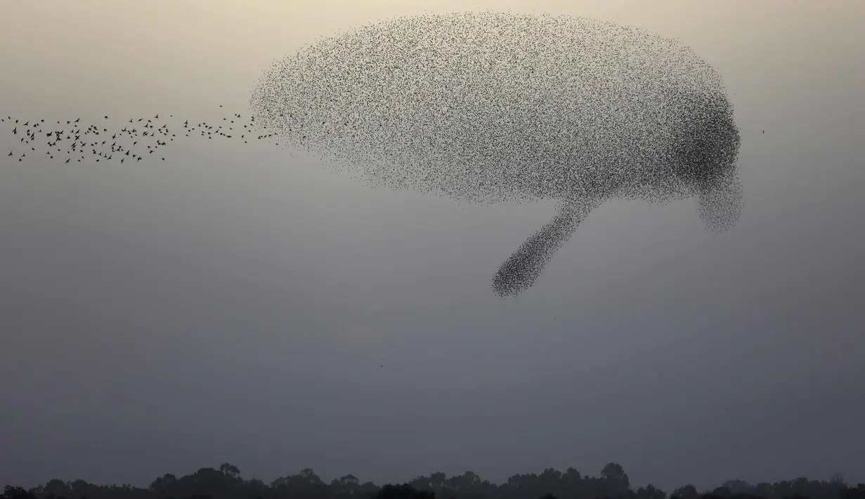Kawanan burung jalak membentuk sebuah formasi sebelum mendarat untuk beristirahat di dekat kota Rahat, Israel selatan, di gurun Negev (22/1). (AFP Photo/Menahem Kahana)